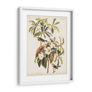 Pl 185 Bachmans Bachmans - John James Audubon | Cuadro decorativo de Canvas Lab
