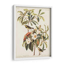 Pl 185 Bachmans Bachmans - John James Audubon | Cuadro decorativo de Canvas Lab