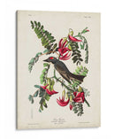 Pp 170 Pipiry Flycatcher - John James Audubon | Cuadro decorativo de Canvas Lab