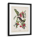 Pp 170 Pipiry Flycatcher - John James Audubon | Cuadro decorativo de Canvas Lab