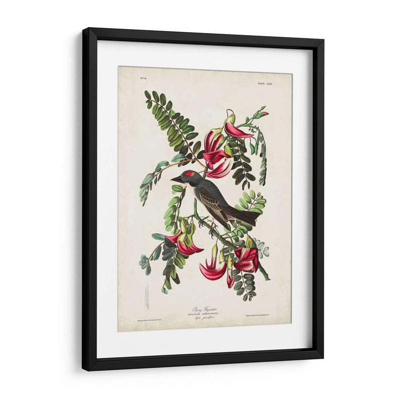 Pp 170 Pipiry Flycatcher - John James Audubon | Cuadro decorativo de Canvas Lab