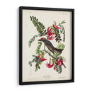 Pp 170 Pipiry Flycatcher - John James Audubon | Cuadro decorativo de Canvas Lab