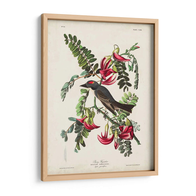Pp 170 Pipiry Flycatcher - John James Audubon | Cuadro decorativo de Canvas Lab