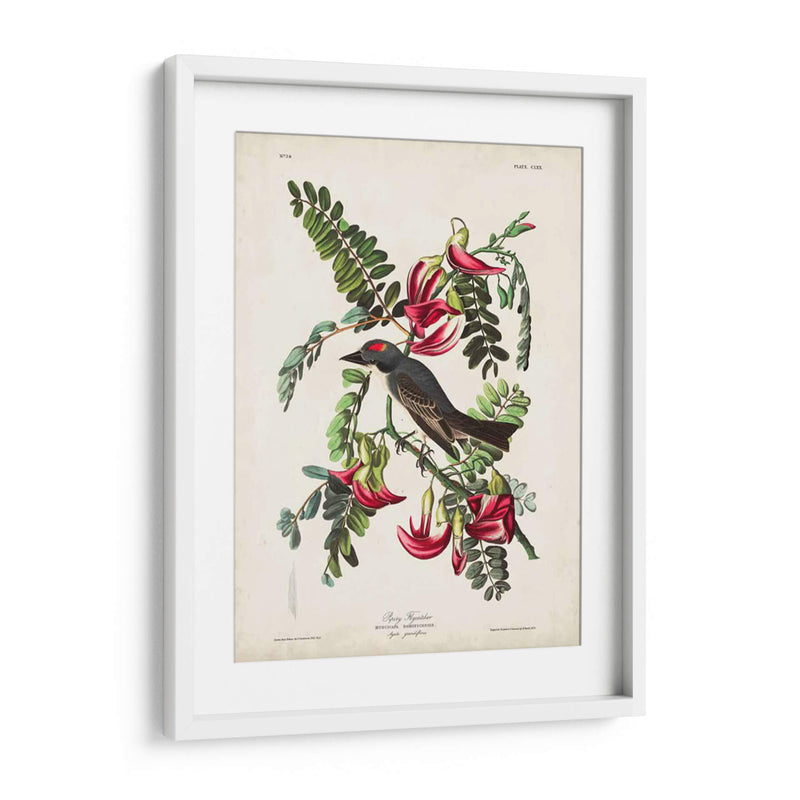Pp 170 Pipiry Flycatcher - John James Audubon | Cuadro decorativo de Canvas Lab