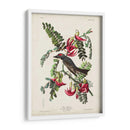 Pp 170 Pipiry Flycatcher - John James Audubon | Cuadro decorativo de Canvas Lab