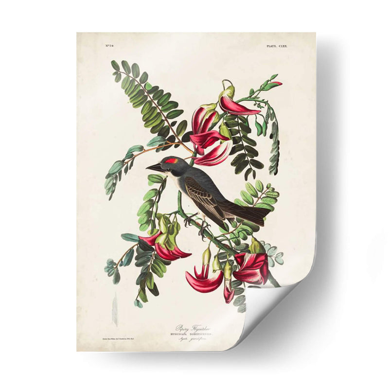 Pp 170 Pipiry Flycatcher - John James Audubon | Cuadro decorativo de Canvas Lab