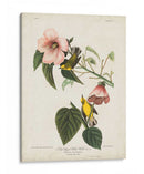 Pl 20 Curruca Amarilla De Alas Azules - John James Audubon | Cuadro decorativo de Canvas Lab