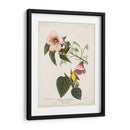 Pl 20 Curruca Amarilla De Alas Azules - John James Audubon | Cuadro decorativo de Canvas Lab