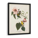 Pl 20 Curruca Amarilla De Alas Azules - John James Audubon | Cuadro decorativo de Canvas Lab
