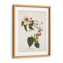 Pl 20 Curruca Amarilla De Alas Azules - John James Audubon | Cuadro decorativo de Canvas Lab