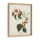 Pl 20 Curruca Amarilla De Alas Azules - John James Audubon | Cuadro decorativo de Canvas Lab