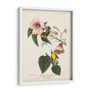 Pl 20 Curruca Amarilla De Alas Azules - John James Audubon | Cuadro decorativo de Canvas Lab