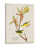Pl 38 Kentucky Warbler - John James Audubon | Cuadro decorativo de Canvas Lab