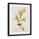 Pl 38 Kentucky Warbler - John James Audubon | Cuadro decorativo de Canvas Lab