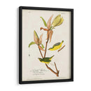 Pl 38 Kentucky Warbler - John James Audubon | Cuadro decorativo de Canvas Lab