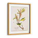Pl 38 Kentucky Warbler - John James Audubon | Cuadro decorativo de Canvas Lab
