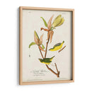 Pl 38 Kentucky Warbler - John James Audubon | Cuadro decorativo de Canvas Lab