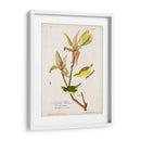 Pl 38 Kentucky Warbler - John James Audubon | Cuadro decorativo de Canvas Lab