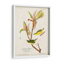 Pl 38 Kentucky Warbler - John James Audubon | Cuadro decorativo de Canvas Lab