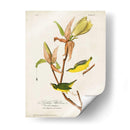 Pl 38 Kentucky Warbler - John James Audubon | Cuadro decorativo de Canvas Lab