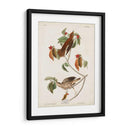 Pl 73 Tordo De Madera - John James Audubon | Cuadro decorativo de Canvas Lab