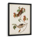 Pl 73 Tordo De Madera - John James Audubon | Cuadro decorativo de Canvas Lab