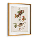 Pl 73 Tordo De Madera - John James Audubon | Cuadro decorativo de Canvas Lab