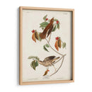 Pl 73 Tordo De Madera - John James Audubon | Cuadro decorativo de Canvas Lab