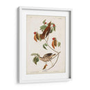 Pl 73 Tordo De Madera - John James Audubon | Cuadro decorativo de Canvas Lab