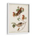 Pl 73 Tordo De Madera - John James Audubon | Cuadro decorativo de Canvas Lab