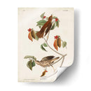 Pl 73 Tordo De Madera - John James Audubon | Cuadro decorativo de Canvas Lab