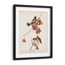 Pl 54 Aves De Arroz - John James Audubon | Cuadro decorativo de Canvas Lab