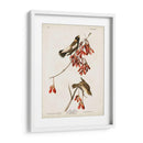 Pl 54 Aves De Arroz - John James Audubon | Cuadro decorativo de Canvas Lab