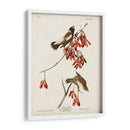 Pl 54 Aves De Arroz - John James Audubon | Cuadro decorativo de Canvas Lab
