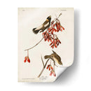 Pl 54 Aves De Arroz - John James Audubon | Cuadro decorativo de Canvas Lab