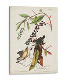 Pl 34 Curruca De Comer Gusanos - John James Audubon | Cuadro decorativo de Canvas Lab