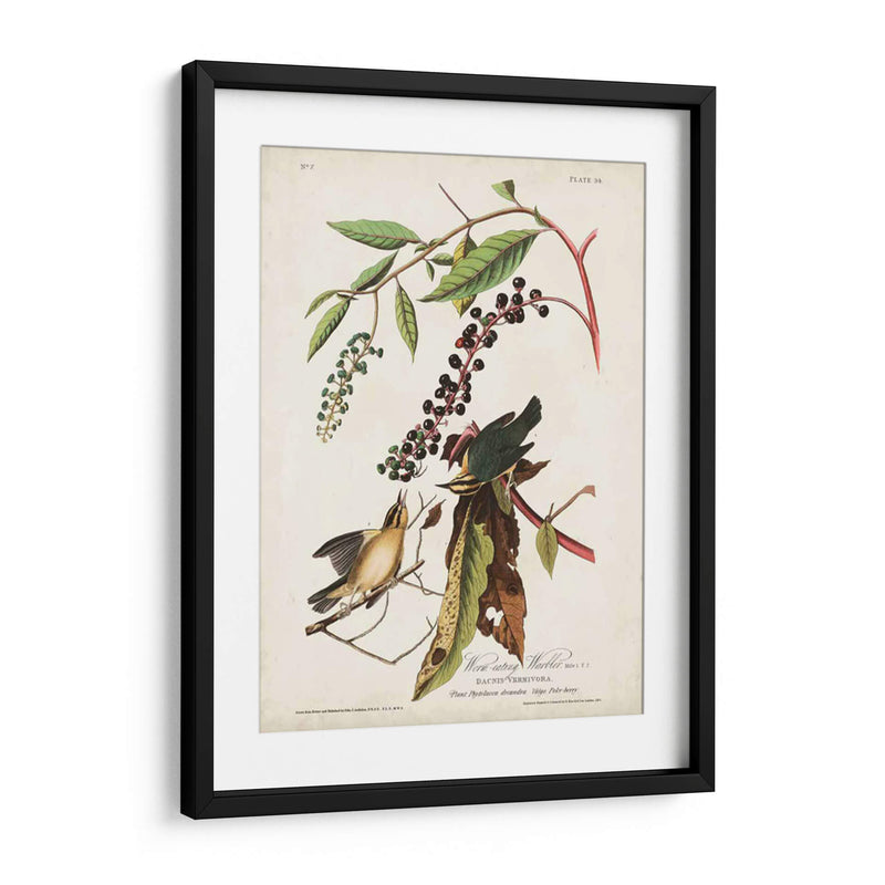 Pl 34 Curruca De Comer Gusanos - John James Audubon | Cuadro decorativo de Canvas Lab