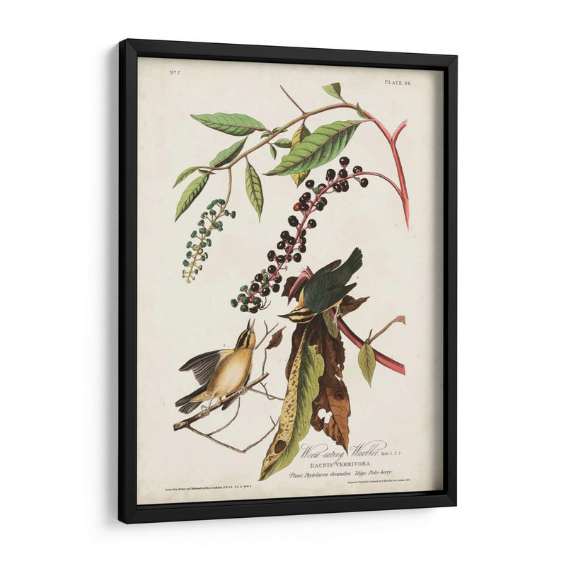 Pl 34 Curruca De Comer Gusanos - John James Audubon | Cuadro decorativo de Canvas Lab