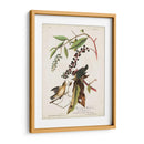 Pl 34 Curruca De Comer Gusanos - John James Audubon | Cuadro decorativo de Canvas Lab