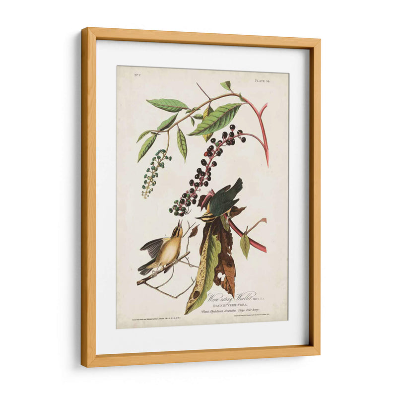 Pl 34 Curruca De Comer Gusanos - John James Audubon | Cuadro decorativo de Canvas Lab
