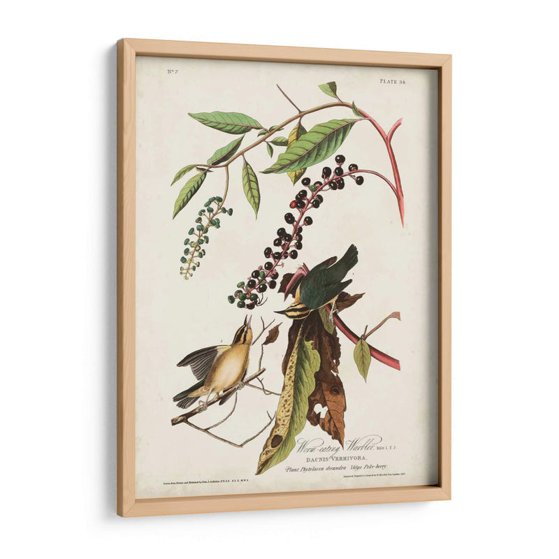 Pl 34 Curruca De Comer Gusanos - John James Audubon | Cuadro decorativo de Canvas Lab