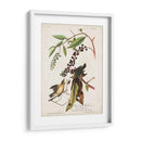 Pl 34 Curruca De Comer Gusanos - John James Audubon | Cuadro decorativo de Canvas Lab