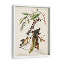 Pl 34 Curruca De Comer Gusanos - John James Audubon | Cuadro decorativo de Canvas Lab