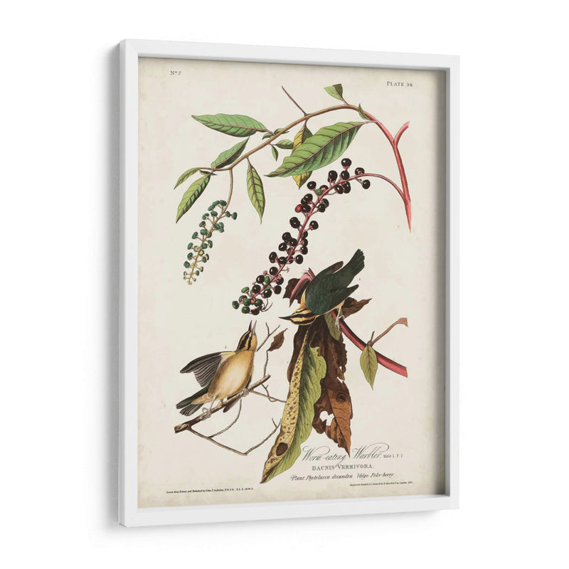 Pl 34 Curruca De Comer Gusanos - John James Audubon | Cuadro decorativo de Canvas Lab