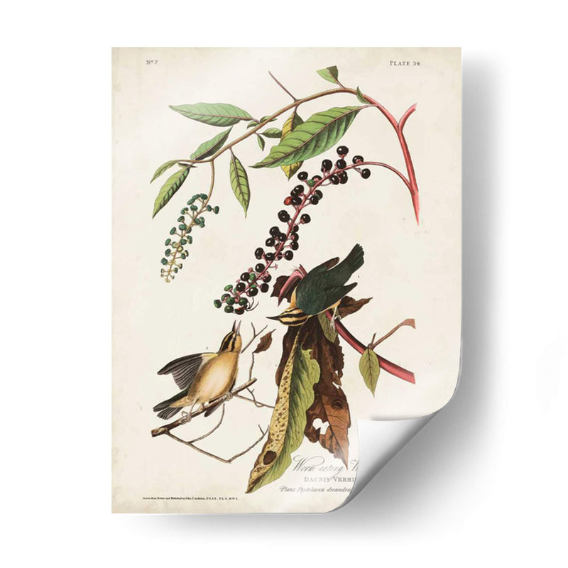 Pl 34 Curruca De Comer Gusanos - John James Audubon | Cuadro decorativo de Canvas Lab