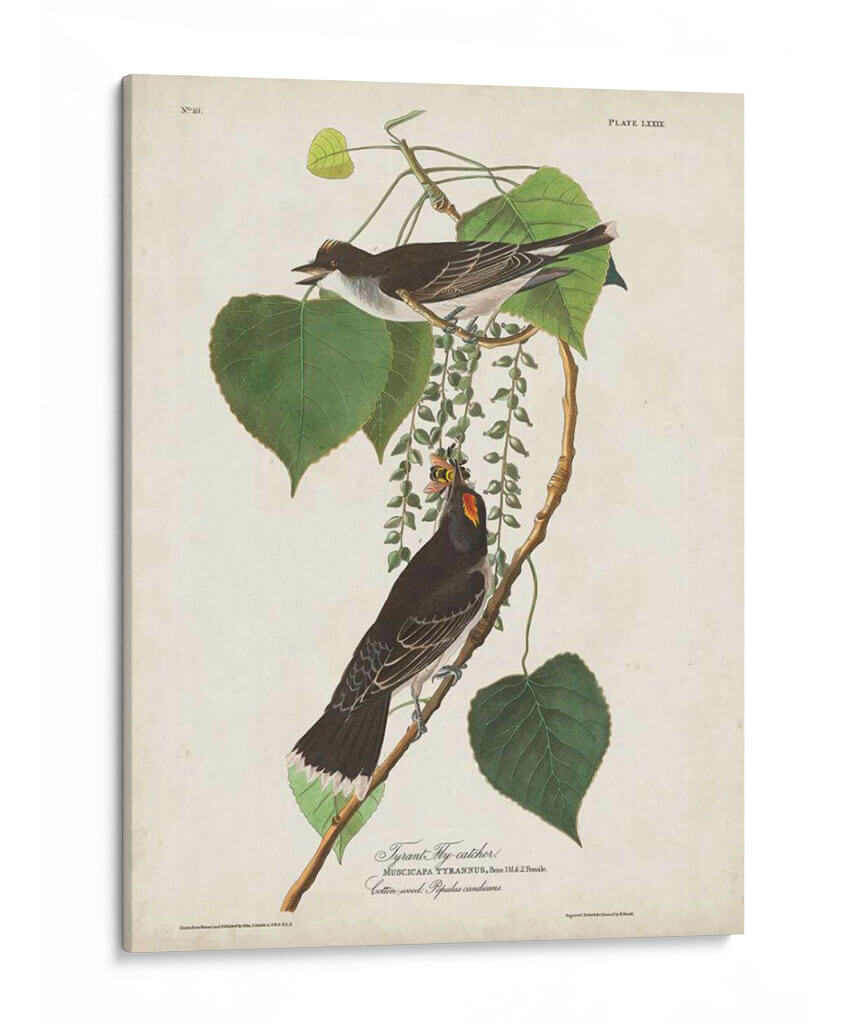 Pl 79 Tyrant Flycatcher - John James Audubon | Cuadro decorativo de Canvas Lab