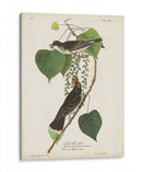 Pl 79 Tyrant Flycatcher - John James Audubon | Cuadro decorativo de Canvas Lab