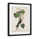Pl 79 Tyrant Flycatcher - John James Audubon | Cuadro decorativo de Canvas Lab