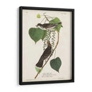 Pl 79 Tyrant Flycatcher - John James Audubon | Cuadro decorativo de Canvas Lab