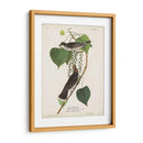 Pl 79 Tyrant Flycatcher - John James Audubon | Cuadro decorativo de Canvas Lab